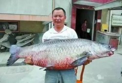 青鱼视频国产,青鱼视频引领国产短视频新潮流