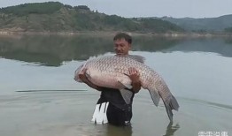 青鱼视频国产,青鱼视频引领国产短视频新潮流