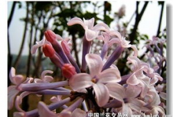 国产丁香网,探索中医药文化的瑰宝与传承