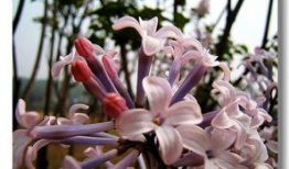 国产丁香网,探索中医药文化的瑰宝与传承